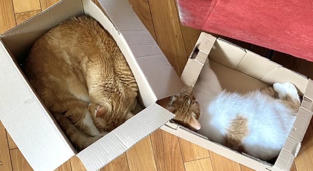 Koty pudełkowe